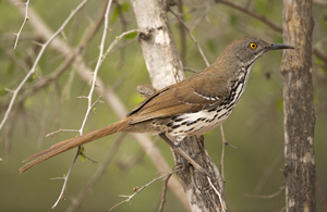 bird